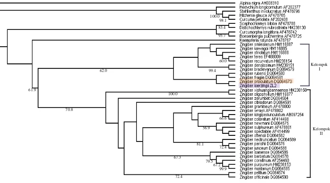 Gambar 11 Pohon filogenetik Zingiber loerzingii dengan kerabatnya berdasarkan sekuen daerah ITS.