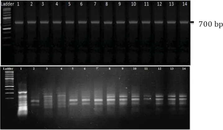 Figure 1. Morphology of 14 anticancer-producing actinomycetes isolated from marine sediment in Indonesia after 14 days of growth on starch nitrate solid medium at 30°C