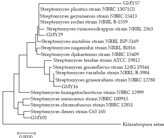 Figure 3. UPGMA dendrogram shows the clustering of 14 actinomycetes isolates to IV represent the four clusters of NRPS obtained in the analysis