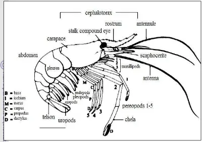Gambar 1   Sketsa umum morfologi udang air tawar (Cai & Ng 2004).  