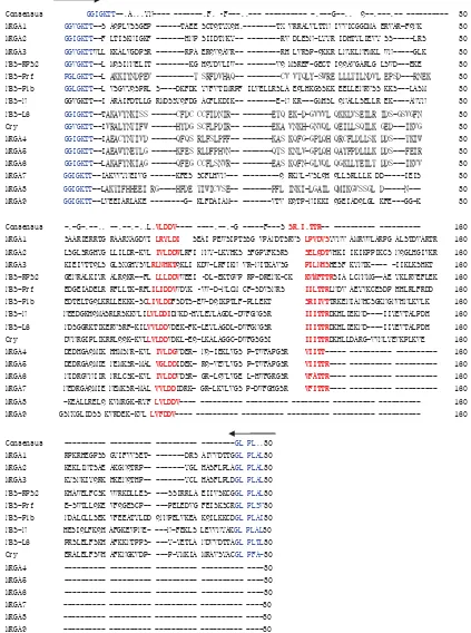 Figure 2. Alignment of the putative amino acid sequences of nine melon resistance gene analogs (MRGA) with those of the resistance genes N (tobacco), L6 (ﬂ ax), Prf (tomato), Pib (rice), Cry (cowpea), and RPS2 (Arabidopsis spp.) using CLUSTAL W