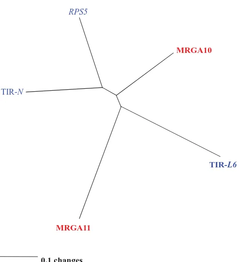 Figure 5. Dendrogram of the Toll/Interleukin-1 receptor (TIR) genomic fragments from melon and from representative Rgenes of other plants