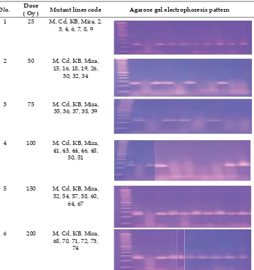 Table 2. Pattern ampliﬁ cation of rice mutant lines by using Xa5 gene