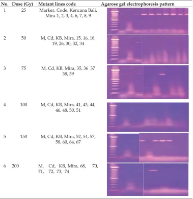 Table 3. Pattern ampliﬁ cation of rice mutant lines by using Xa13 gene