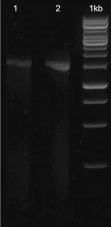 Fig 1. Gel electrophoresis on the outcome of PCR STG-1 (1) and OOH-1 (2).