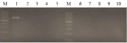 Figure 7. Gel-electrophoresis analysis of PCR products  weeks and 45°C, 60’ ; 10, negative control (True Shallot Seed (TSS) of G1 Tuktuk).samples after combination of heat treatment atobtained from leaves extract of Biru Lancor plantlets after electric tre