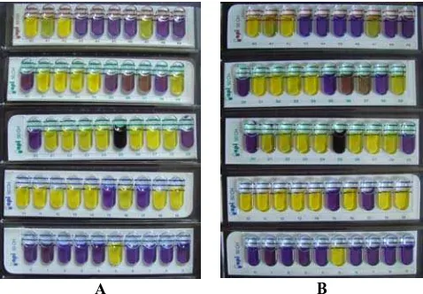 Figure 5. Visualization of the results of sugar fermentation test with API Kit 50CHL (a) isolates AL1 48 hours and (b) isolates OPA4 48 hours 