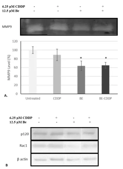 Figure 6. The effect of single treatment of brazilein andits combination with cisplatin in MMP9 and Rac1protein level in 4T1 cells