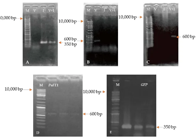 Figure 2. Confirmation of pGAS101 and pSK35S::GFP plasmids. (A) Isolated plasmid DNA of pGAS101 andpSK35S::GFP plasmids; (B) EcoRI restriction enzyme­digested pGAS101 and pSK35S::GFP plasmids; (C) AmplifiedDNA from pSK35S::GFP [Lane 1