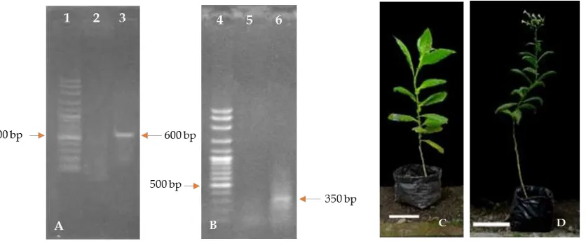 Figure 6. Early flowering ofexpression in the putative transgenic tobacco containing p35S::PaFT1­35S::GFP by RT­PCR