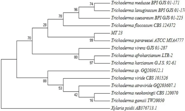 Figure 5. Phylogenetic tree of fungus MT23.