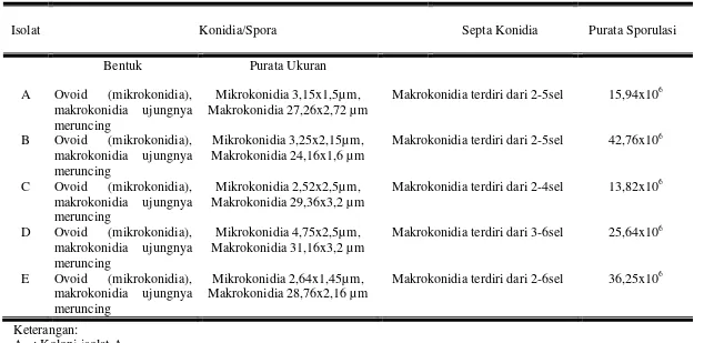 Tabel 3. Pengamatan  isolat perlakuan jamur Fusarium sp secara mikroskopis 