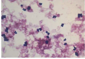 Gambar 5  Bakteri S. epidermidis (Nilsson et al. 1998). 
