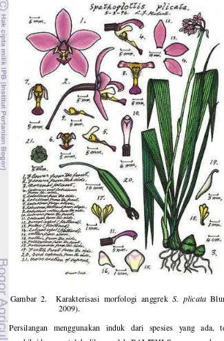 Gambar 2.  Karakterisasi morfologi anggrek S. plicata Blume. (Roberts 