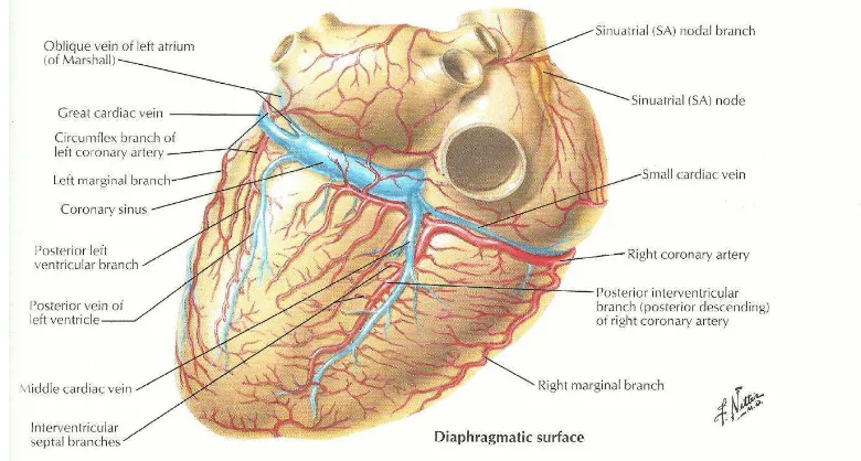 Gambar 2.1 Anatomi arteri koroner jantung.  Atlas of human anatomy, 