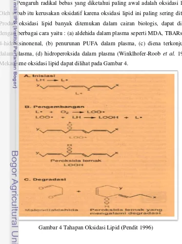 Gambar 4 Tahapan Oksidasi Lipid (Pendit 1996) 