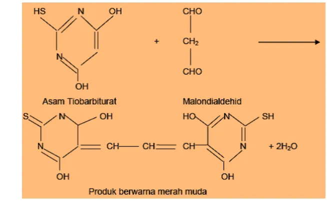 Gambar 6 Reaksi malondialdehid dengan asam tiobarbiturat  