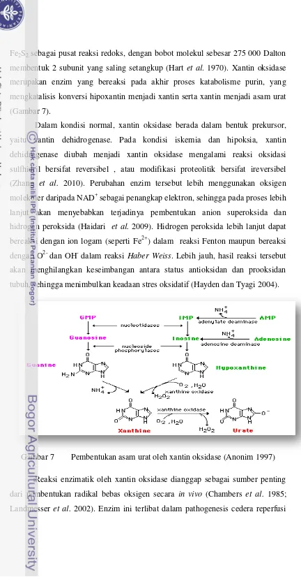 Gambar 7  Pembentukan asam urat oleh xantin oksidase (Anonim 1997) 