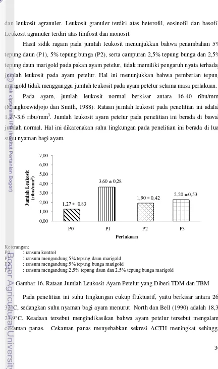 Gambar 16. Rataan Jumlah Leukosit Ayam Petelur yang Diberi TDM dan TBM 