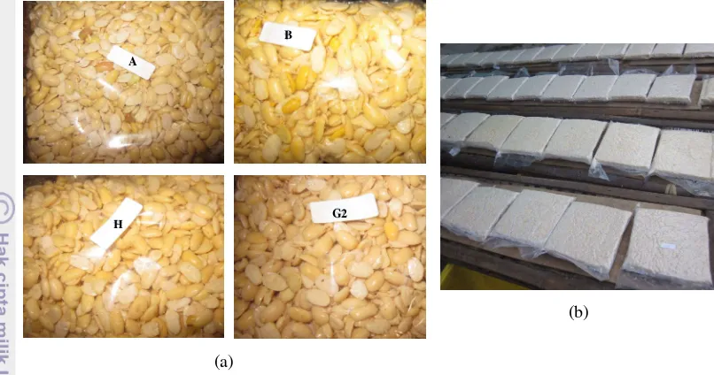 Gambar 7. Tempe sebelum fermentasi (a) dan setelah fermentasi (b) 