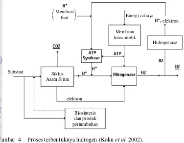 Gambar  4  Proses terbentuknya hidrogen (Koku et al. 2002). 