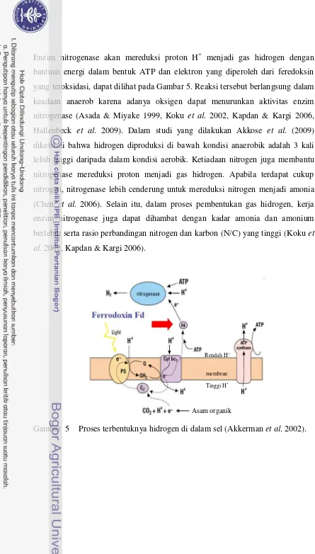 Gambar  5  Proses terbentuknya hidrogen di dalam sel (Akkerman et al. 2002). 