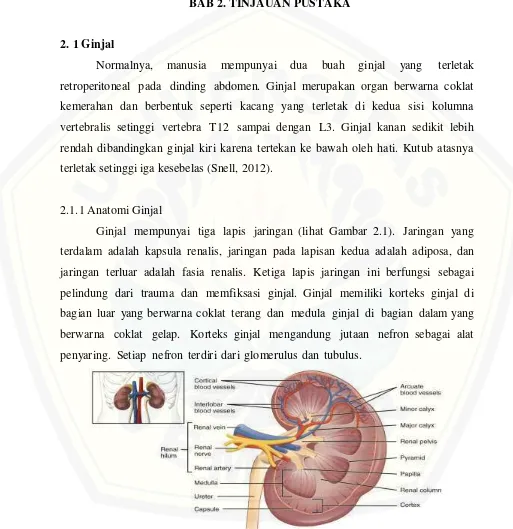 Gambar 2.1 Anatomi ginjal (Sumber: Betts et al, 2012) 