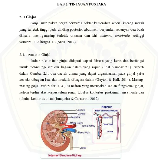 Gambar 2.1 Anatomi ginjal (Sumber: Johnson, 2012) 