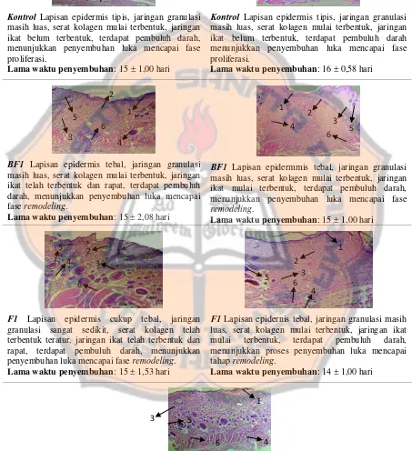 Tabel IV. Interpretasi Hasil Uji Histopatologi 