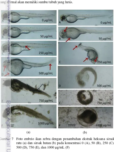 Gambar 7  Foto embrio ikan zebra dengan penambahan ekstrak heksana sirsak  