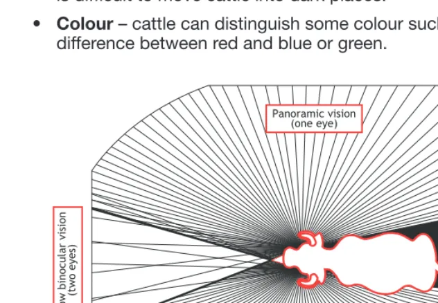 Figure 3. The panoramic ield of vision of cattle.