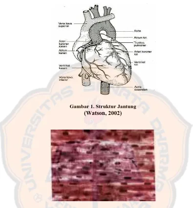 Gambar 1. Struktur Jantung  (Watson, 2002) 