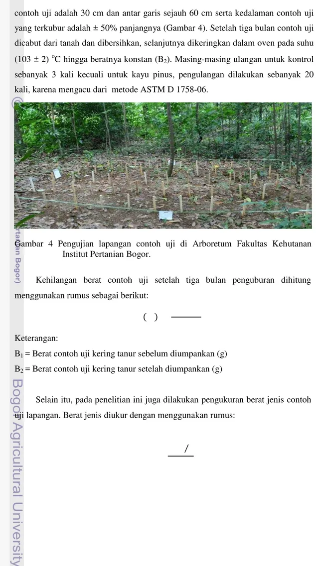 Gambar  4  Pengujian  lapangan  contoh  uji  di  Arboretum  Fakultas  Kehutanan  Institut Pertanian Bogor