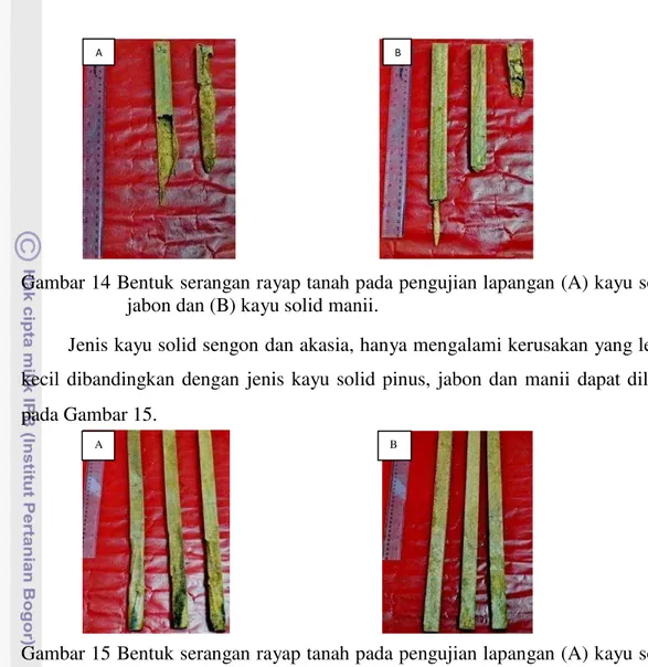 Gambar 14 Bentuk serangan rayap tanah pada pengujian lapangan (A) kayu solid  jabon dan (B) kayu solid manii
