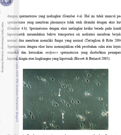 Gambar 4. Gambaran integritas membran spermatozoa domba. Spermatozoa dengan membran plasma utuh (ekor melingkar, a) dan spermatozoa dengan membran plasma tidak utuh (ekor lurus, b)