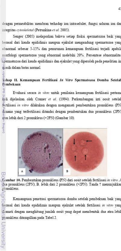 Gambar 10. Pembentukan pronukleus (PN) dari oosit setelah fertilisasi in vitro. A. 