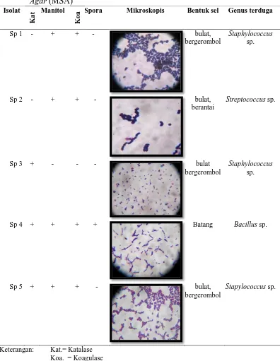 Tabel 5. Pewarnaan dan uji biokimia bakteri Gram (+) pada media Manitol Salt  Agar (MSA) Isolat Manitol Spora Mikroskopis Bentuk sel Genus terduga 