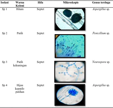Tabel 7. Karakteristik mikroskopis jamur aerosol dari ruangan kelas SD Negeri 