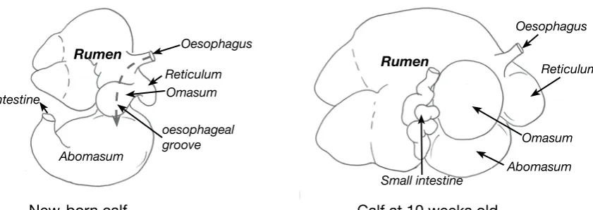 Figure 4.1. The rumen of the young calf develops as it begins to eat ﬁbrous feed