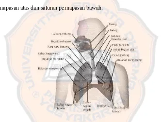 Gambar 1. Anatomi  saluran pernapasan (Somantri, 2007)