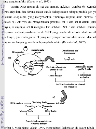 Gambar 6.  Mekanisme vaksin DNA menginduksi kekebalan di dalam tubuh. (a)  Penyerapan selular vaksin DNA
