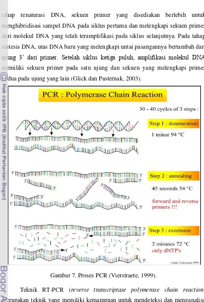 Gambar 7. Proses PCR (Vierstraete, 1999). 