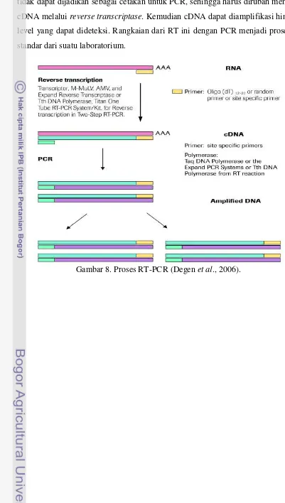 Gambar 8. Proses RT-PCR (Degen et al., 2006).  