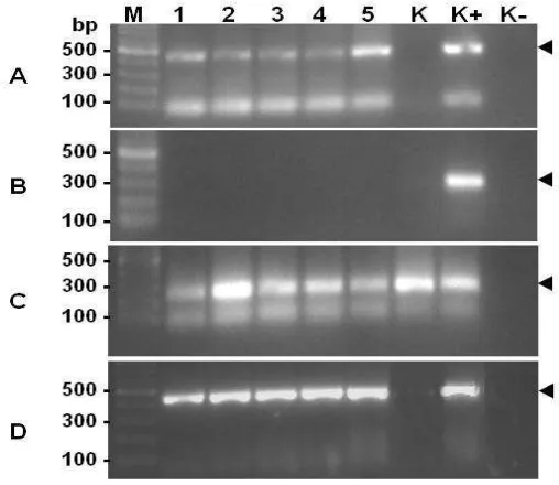 Gambar 11. Deteksi DNA GP25 menggunakan metode PCR dengan cetakan DNA  dari insang ikan mas dan primer spesifik GP25 (A), verifikasi status ikan mas terhadap infeksi virus KHV menggunakan primer spesifik KHV (B), produk PCR menggunakan primer �-aktin ikan 