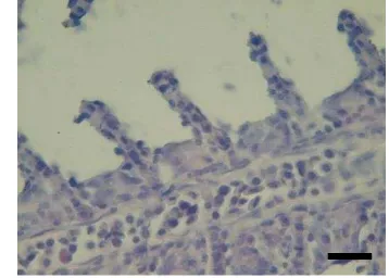 Gambar 13.  Gambaran histopatologi insang ikan perlakuan terinfeksi KHV 