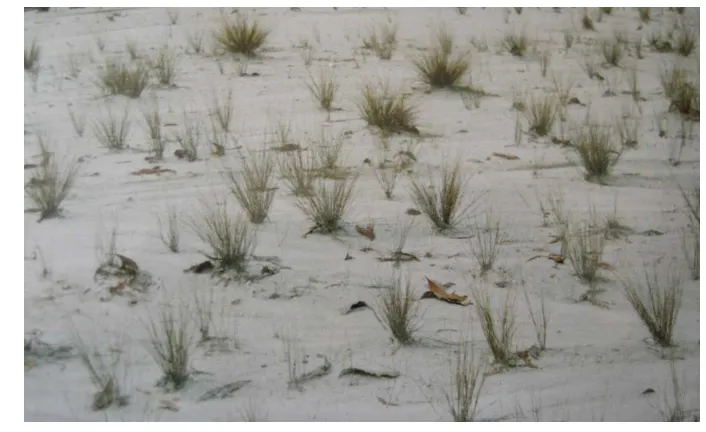 Gambar 1.  Hamparan pasir tailing di areal bekas penambangan timah. 