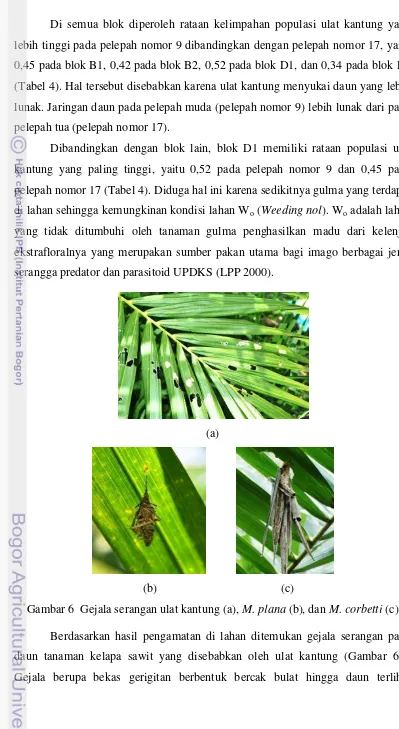 Gambar 6  Gejala serangan ulat kantung (a), M. plana (b), dan M. corbetti (c) 