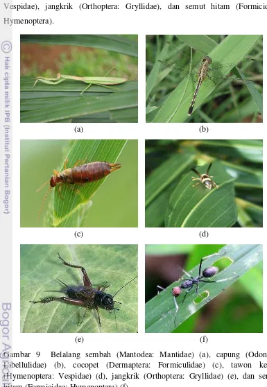 Gambar 9  Belalang sembah (Mantodea: Mantidae) (a), capung (Odonata: 