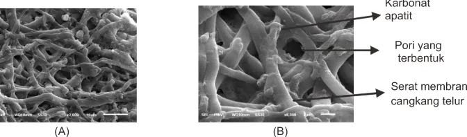 Gambar 2. Hasil karakterisasi SEM Sampel B membran cangkang telur + karbonat apatit (A) perbesaran 2000x dan (B) perbesaran 6000x