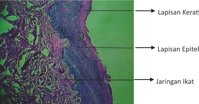Tabel 1. Hasil Pengukuran Rata-rata Epitel Mukosa Bukal Tikus (µm)